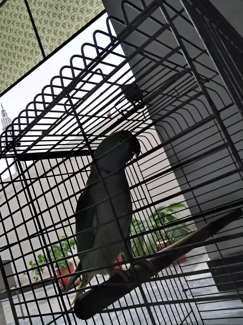 Fully Hand Tame & Talking Parrot (Mian Mithu) — photo 2