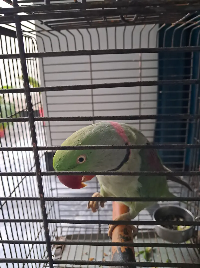 Fully Hand Tame & Talking Parrot (Mian Mithu) — photo 3