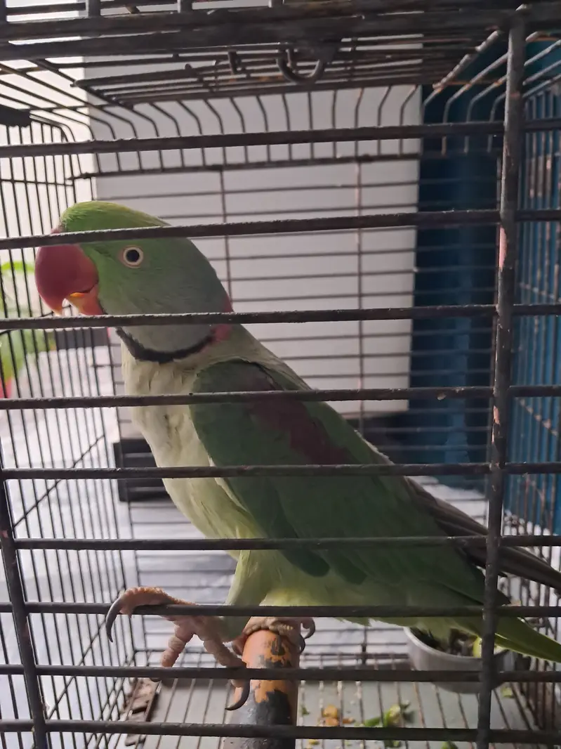 Fully Hand Tame & Talking Parrot (Mian Mithu) — photo 4