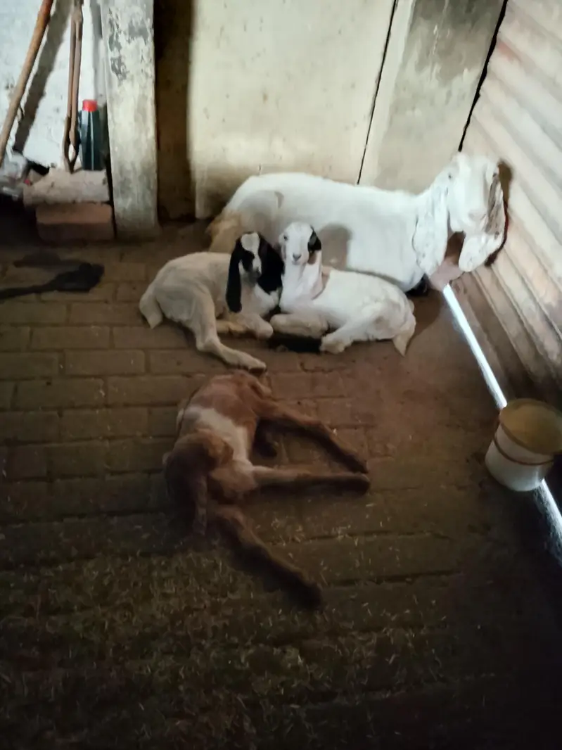 White wali dono mada haan Aur laal Wala male hai — photo 2