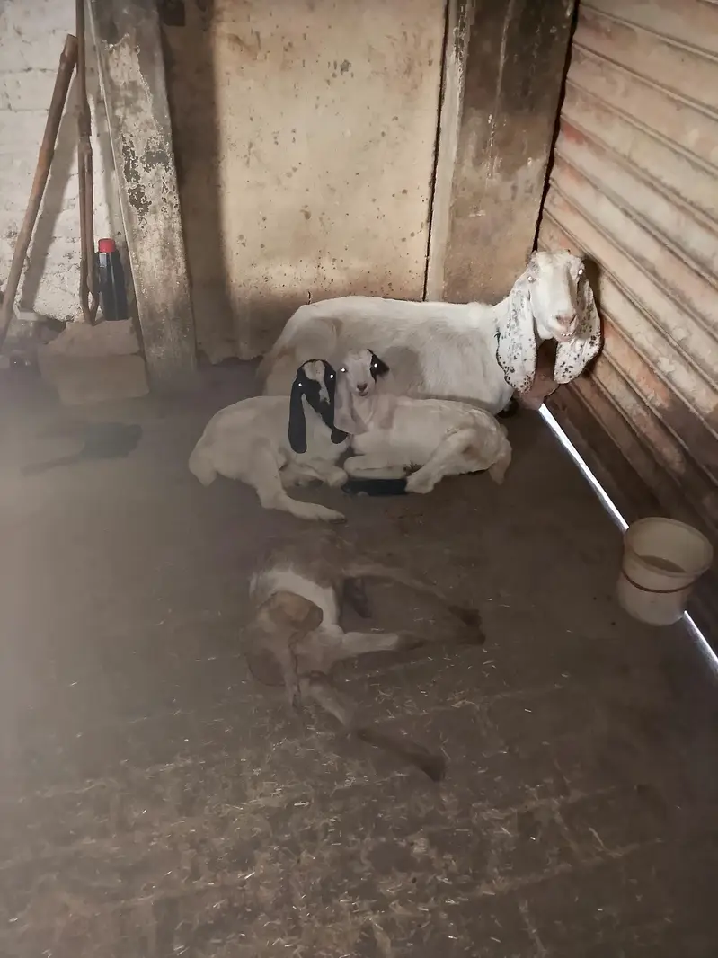 White wali dono mada haan Aur laal Wala male hai — photo 3