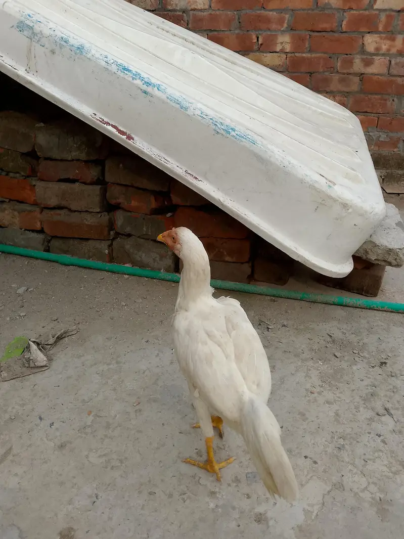 pure aseel — photo 5