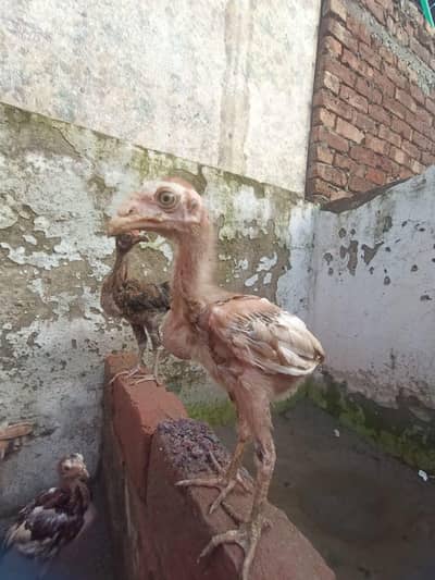 Mianwali aseel chicks age 2 months plus what's app 03/07/88/99/4/11
