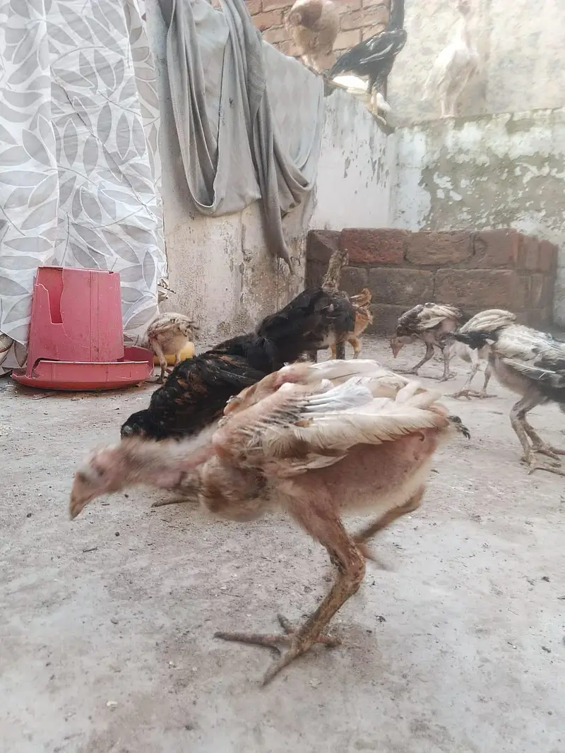 Mianwali aseel chicks age 2 months plus what's app 03/07/88/99/4/11 — photo 2