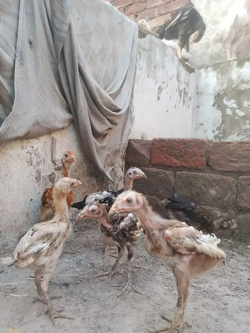 Mianwali aseel chicks age 2 months plus what's app 03/07/88/99/4/11 — photo 3