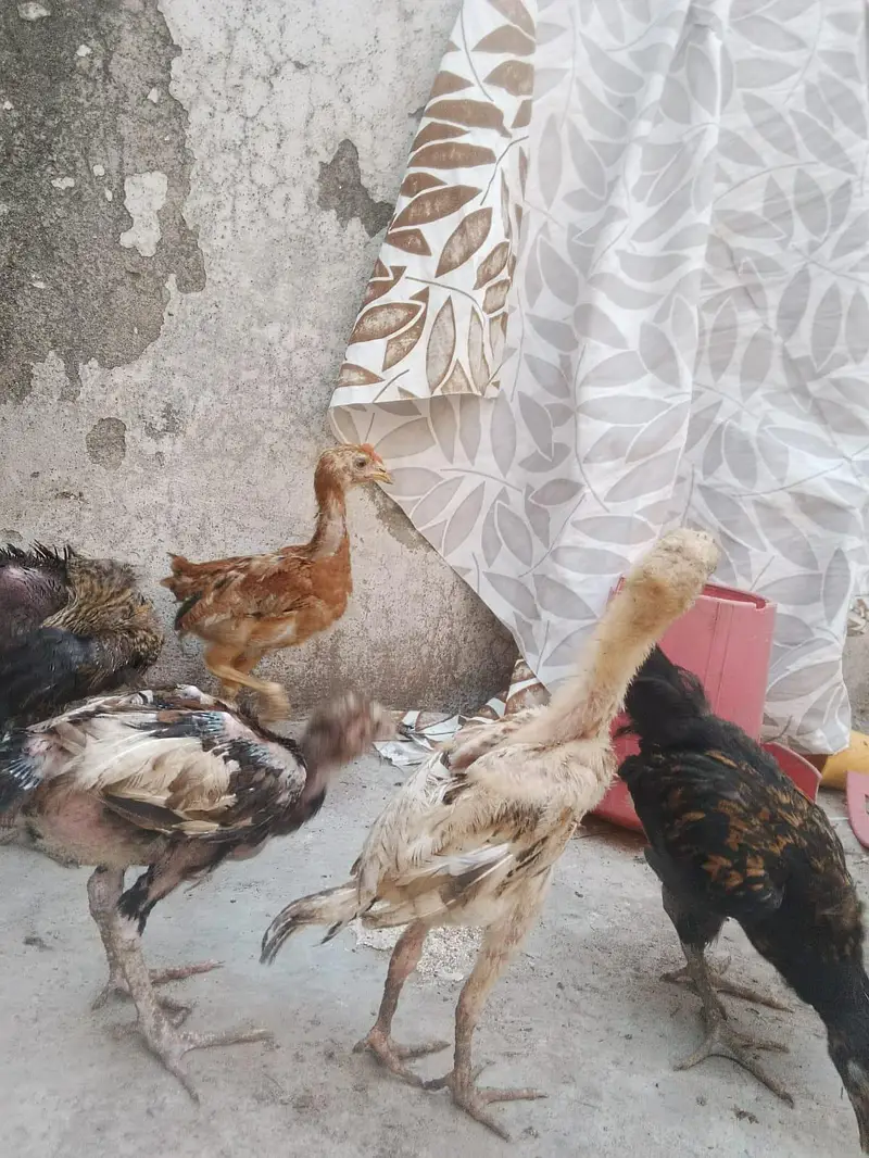 Mianwali aseel chicks age 2 months plus what's app 03/07/88/99/4/11 — photo 4