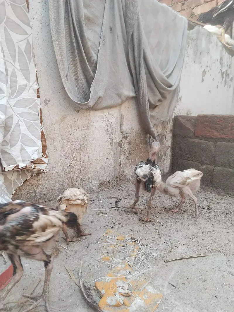 Mianwali aseel chicks age 2 months plus what's app 03/07/88/99/4/11 — photo 5