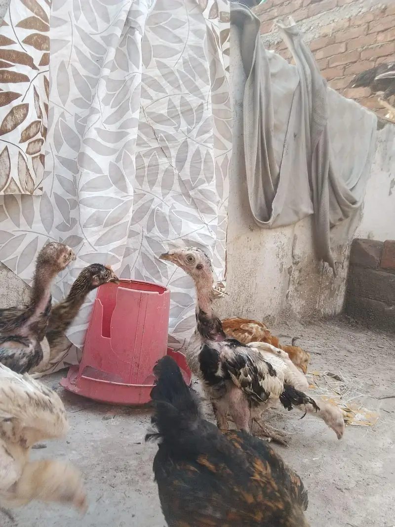 Mianwali aseel chicks age 2 months plus what's app 03/07/88/99/4/11 — photo 6