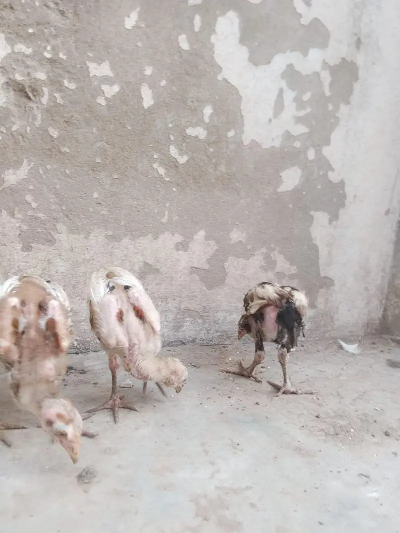 Mianwali aseel chicks age 2 months plus what's app 03/07/88/99/4/11 — photo 7