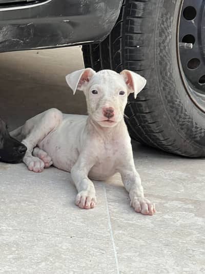 Gultair puppy female