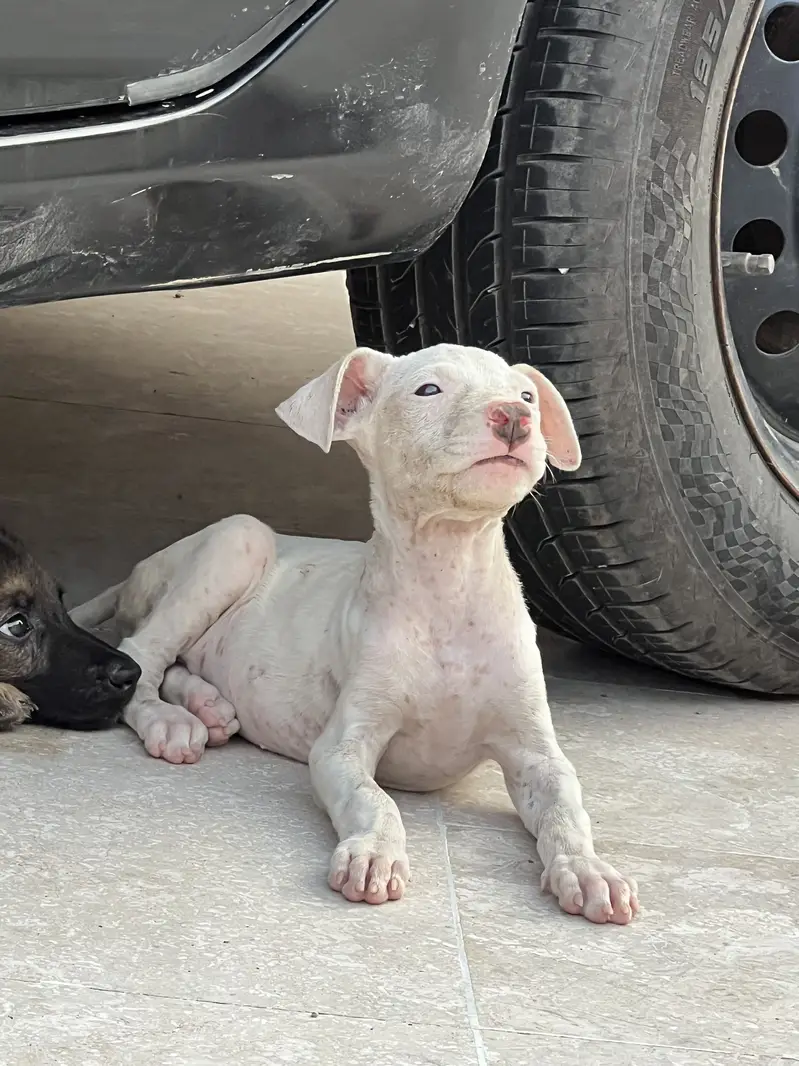 Gultair puppy female — photo 2