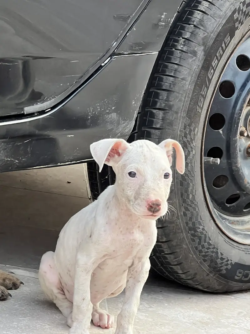 Gultair puppy female — photo 3