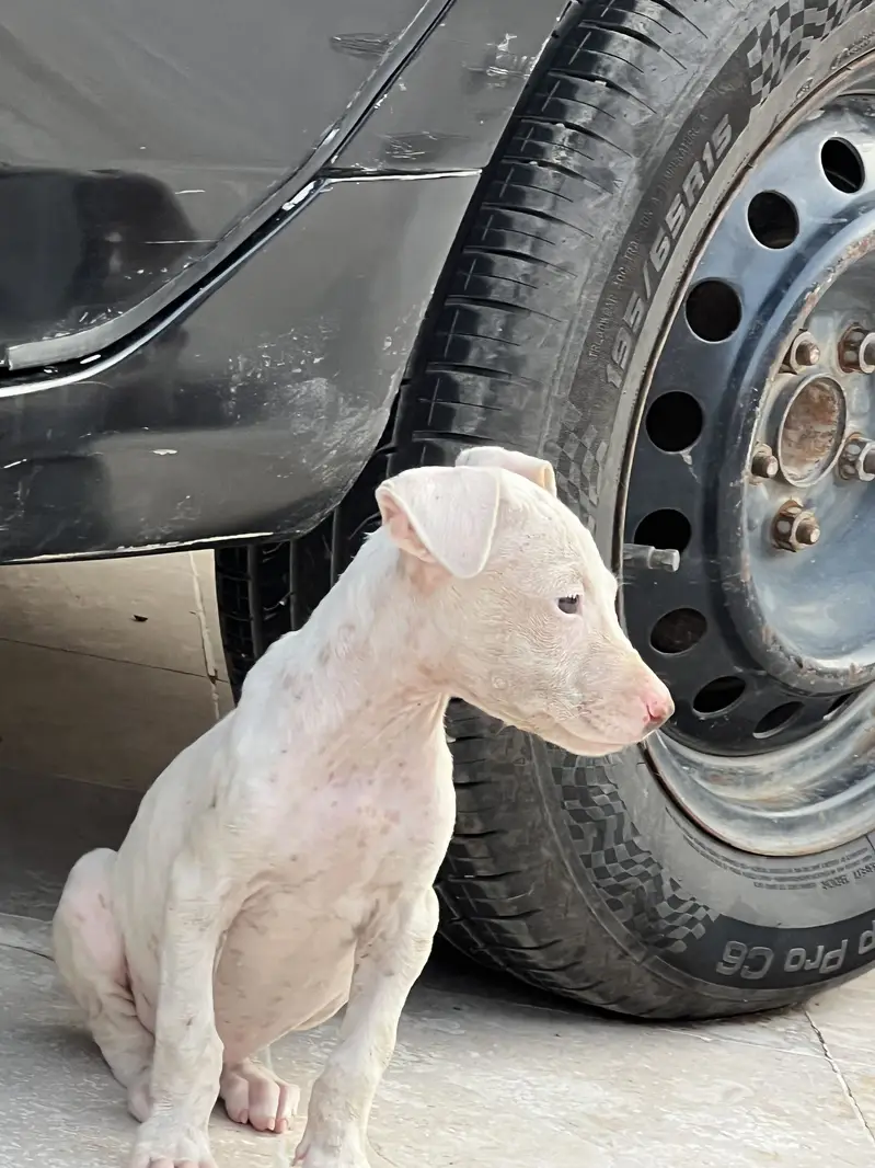 Gultair puppy female — photo 4