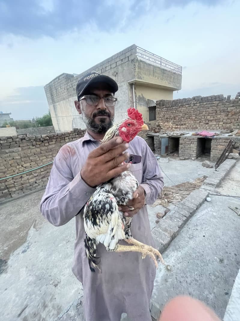 Cheena patha 0