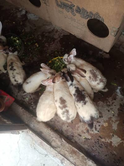 red eye white rabbit  black and white