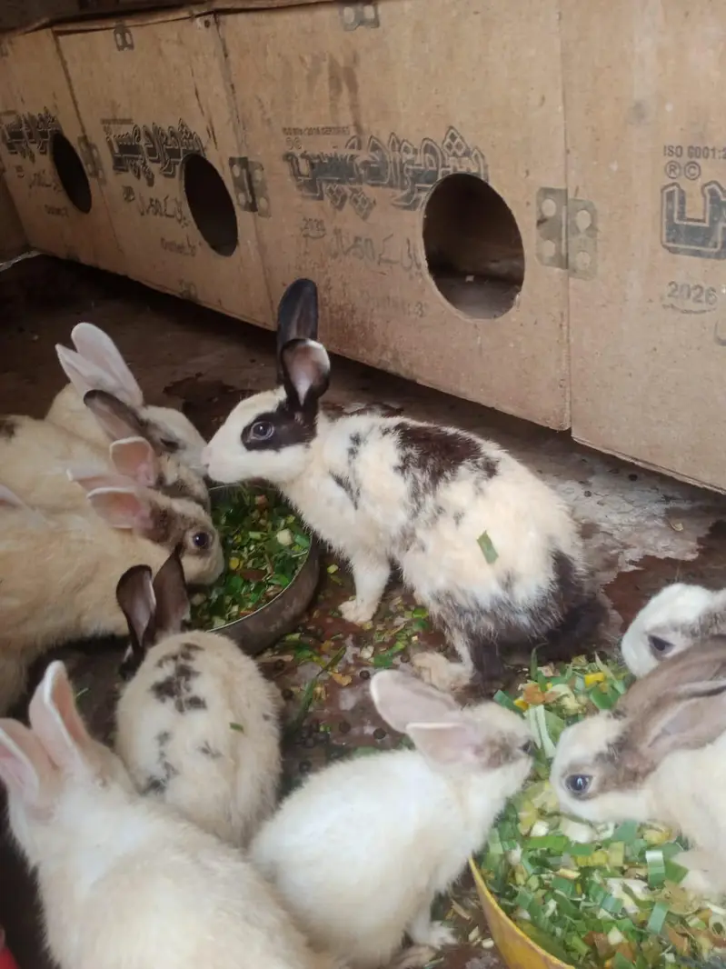 red eye white rabbit  black and white — photo 2