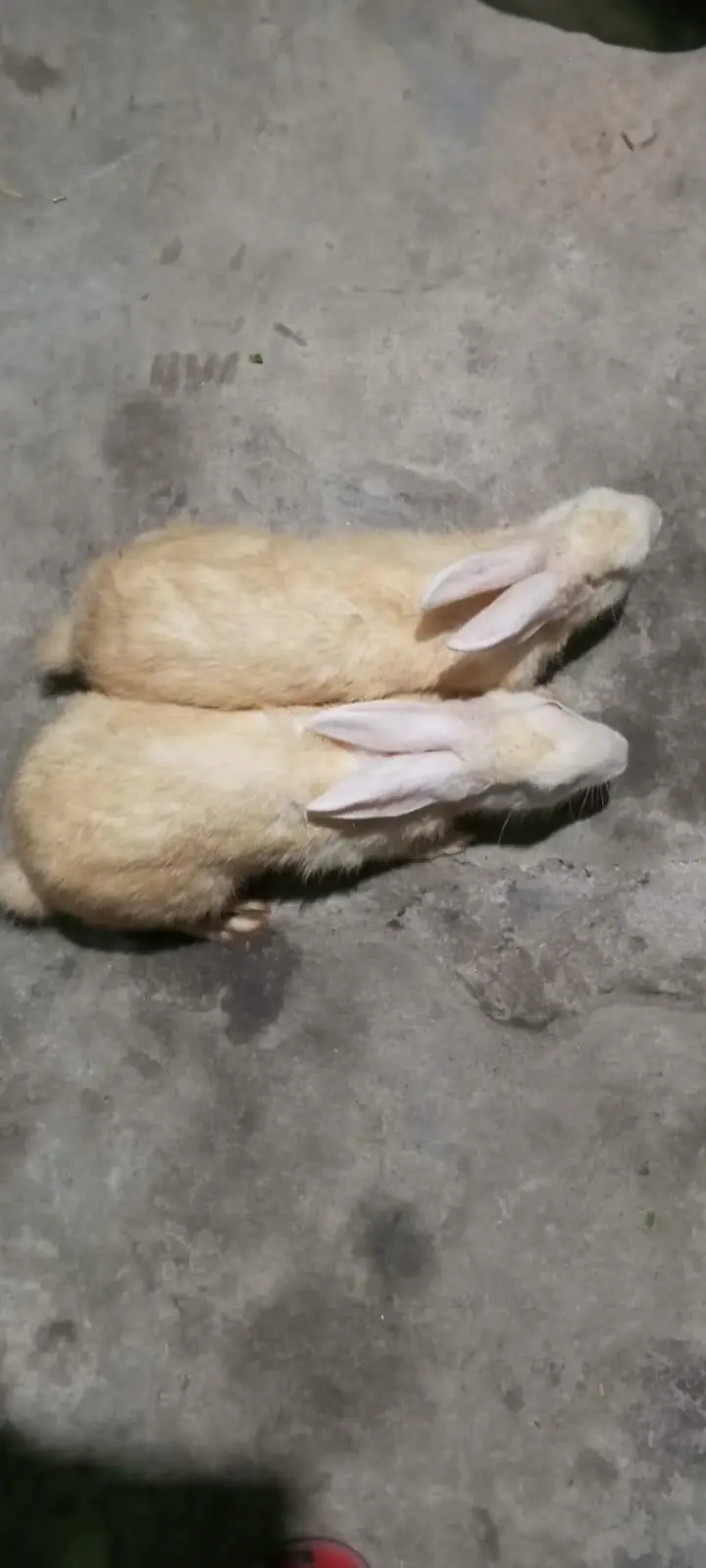 red eye white rabbit  black and white — photo 4