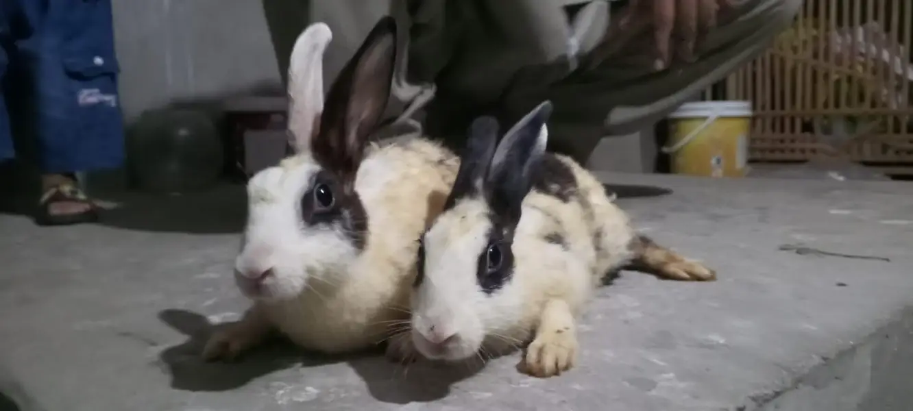 red eye white rabbit  black and white — photo 5