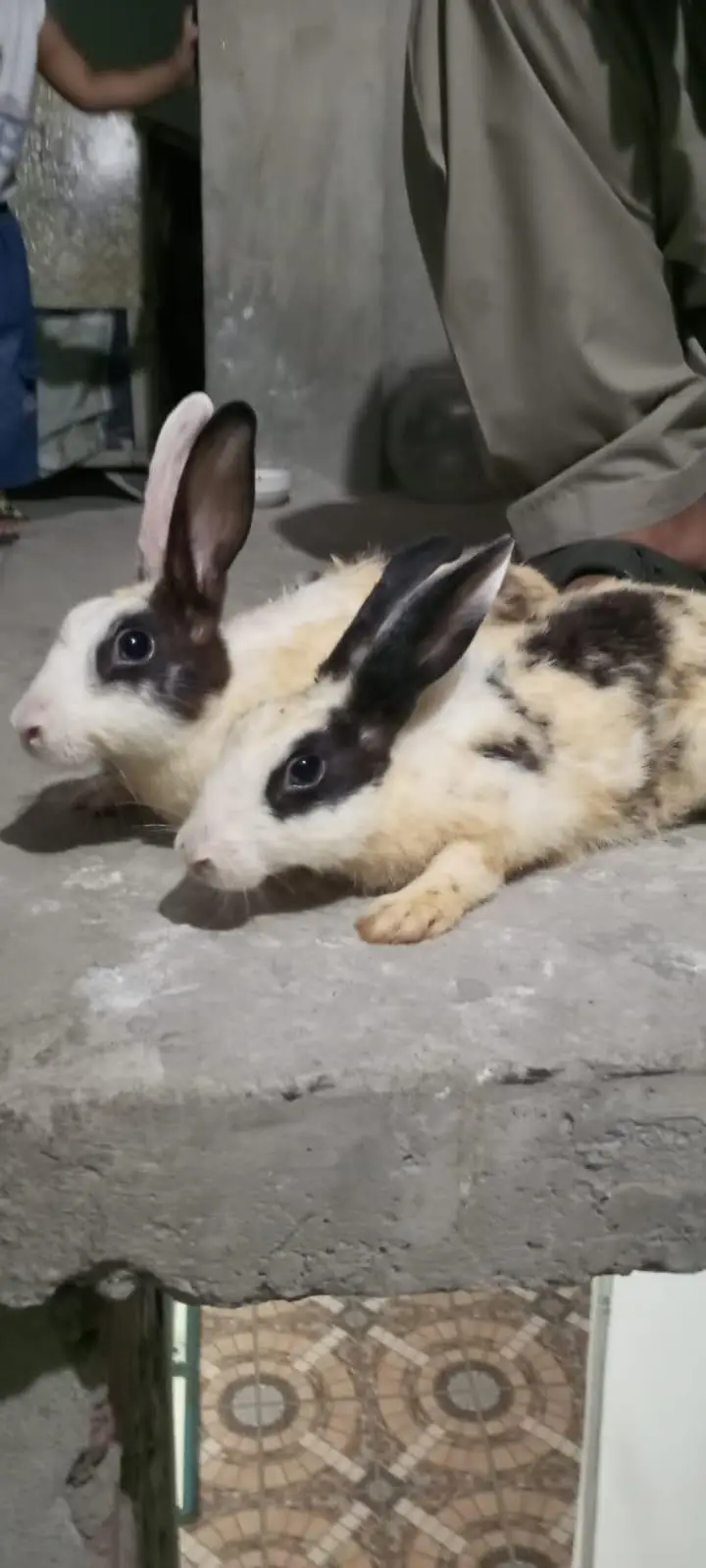 red eye white rabbit  black and white — photo 7