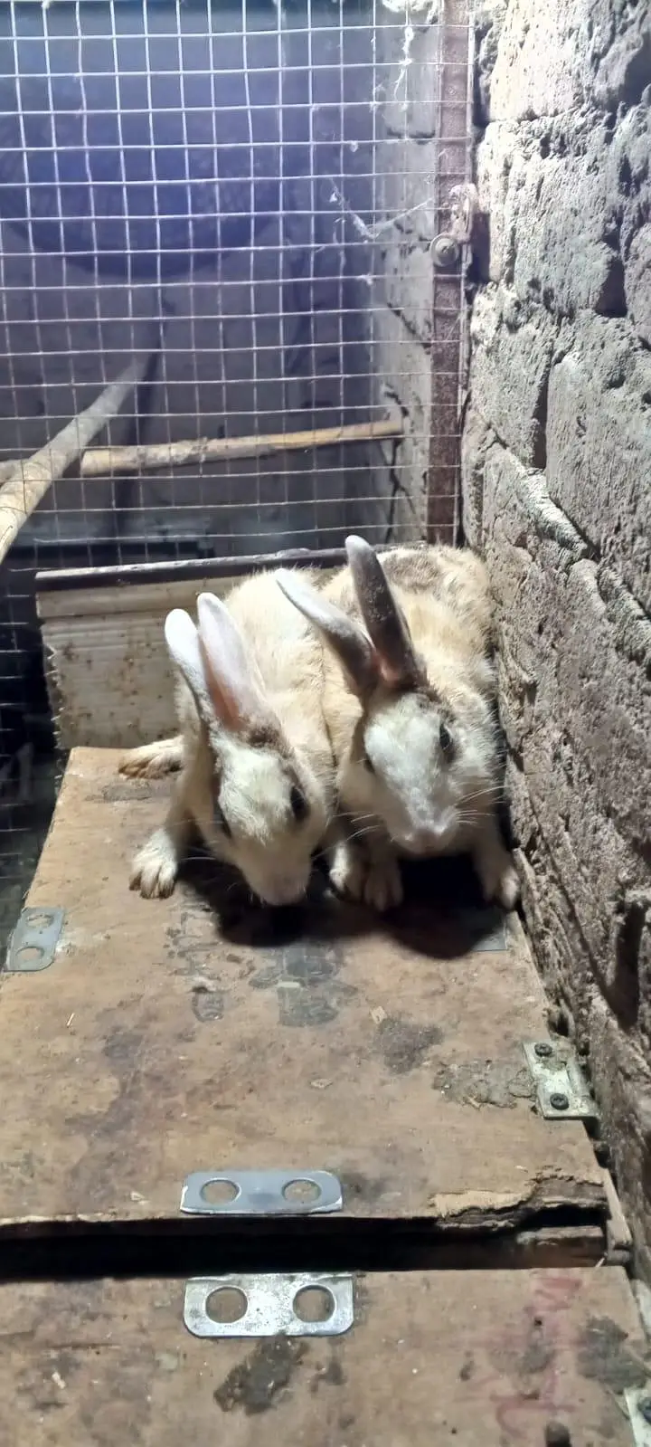 red eye white rabbit  black and white — photo 11
