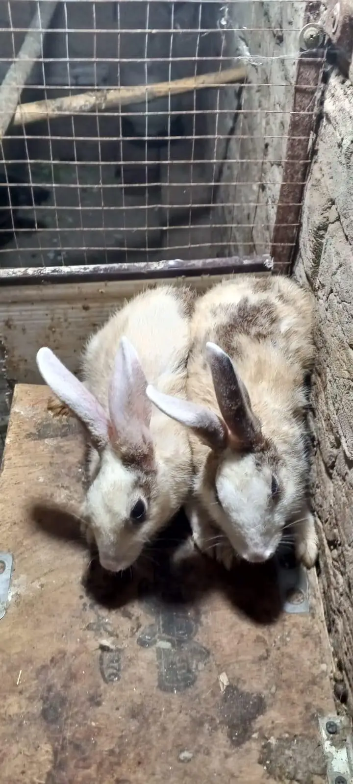 red eye white rabbit  black and white — photo 12