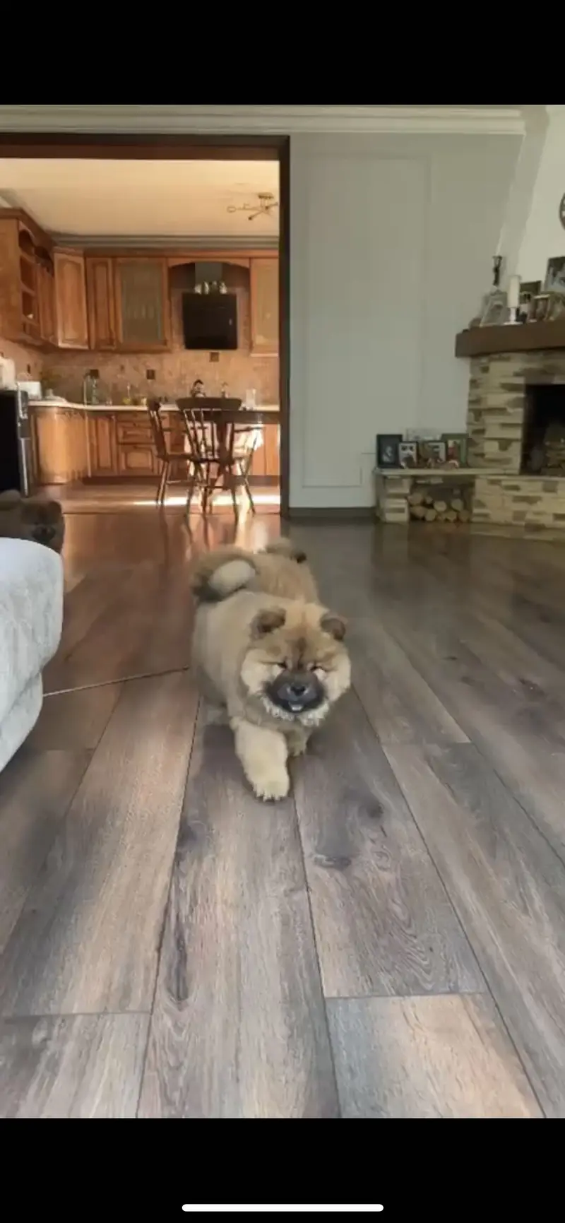 Chow Chow Puppies Available — photo 2