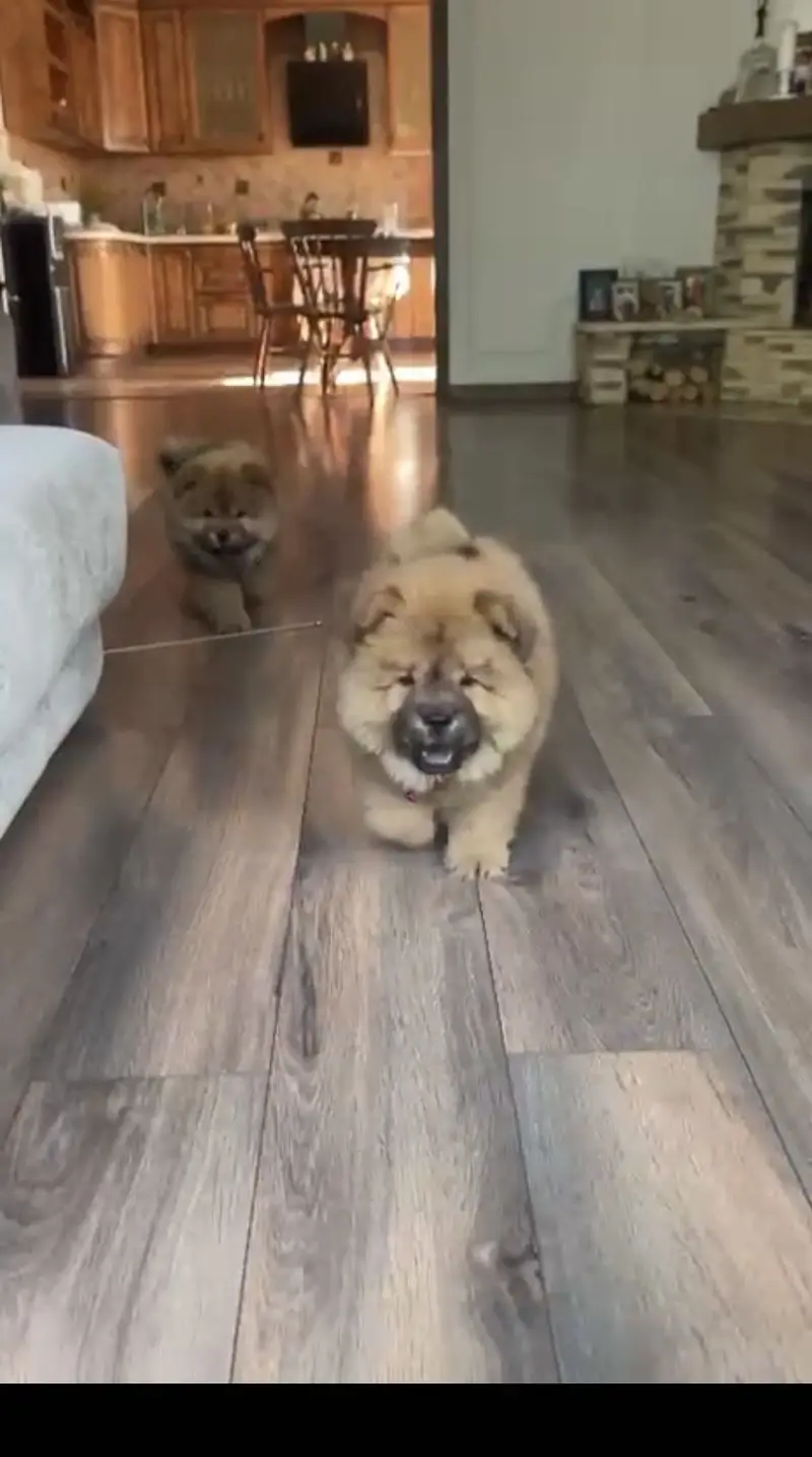 Chow Chow Puppies Available — photo 3