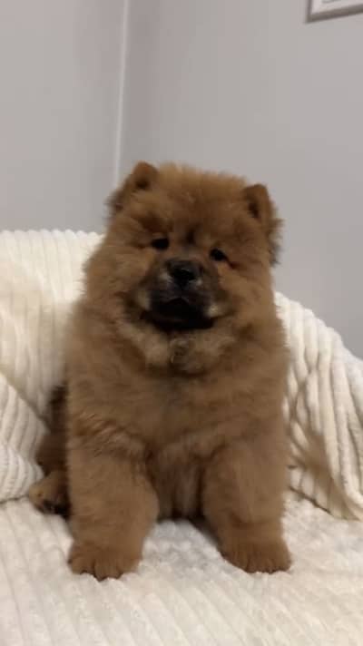 Chow Chow Puppies Available