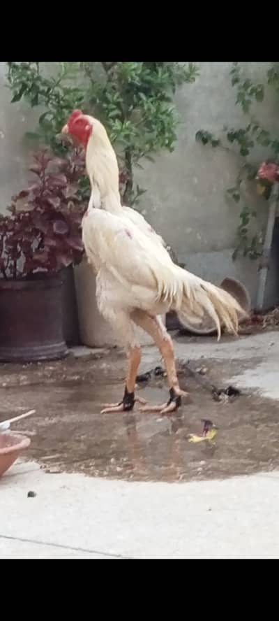 King Shamo chicks available