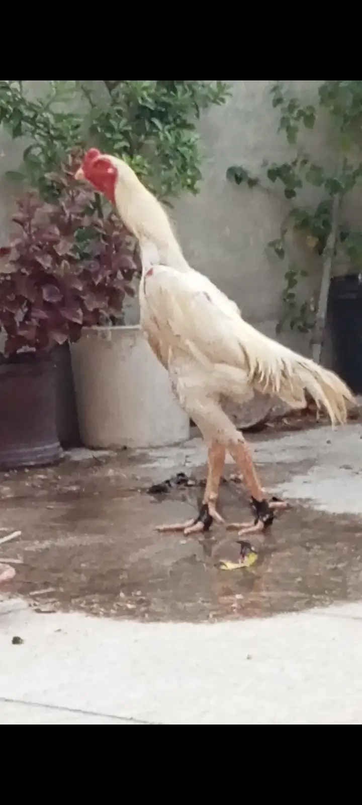 King Shamo chicks available — photo 2
