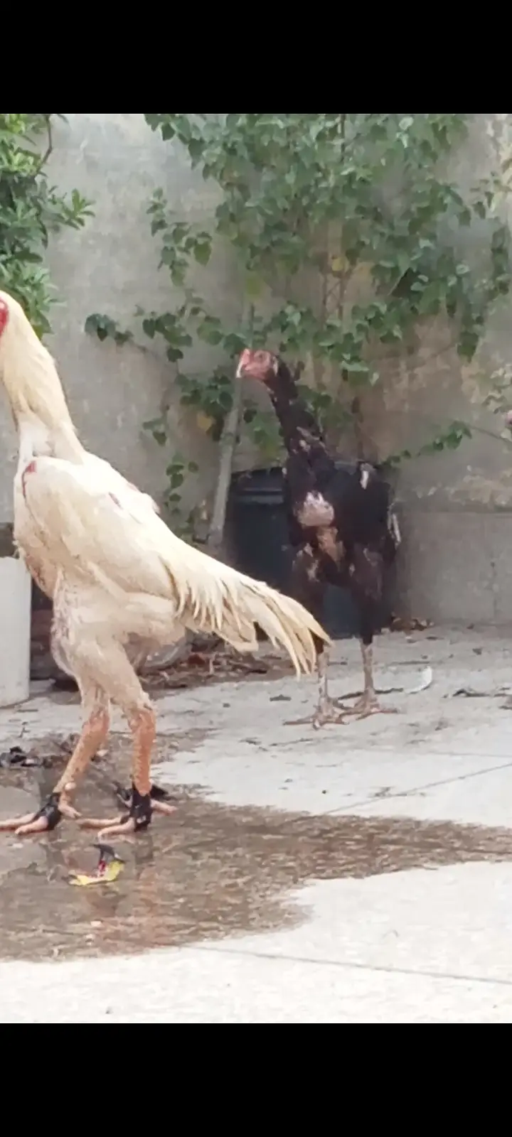 King Shamo chicks available — photo 3