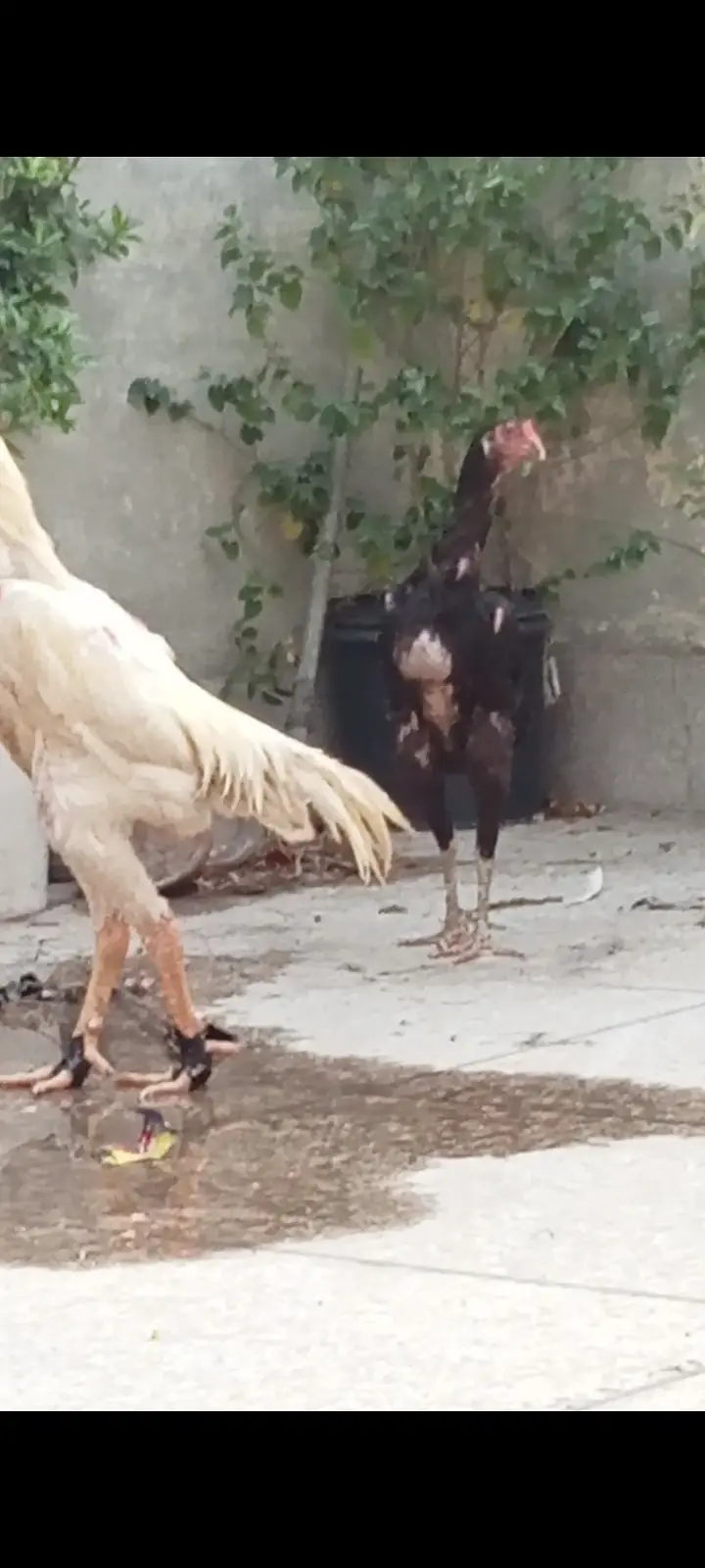 King Shamo chicks available — photo 4