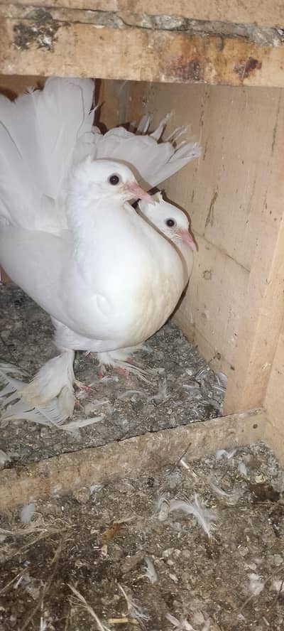wite pigeon