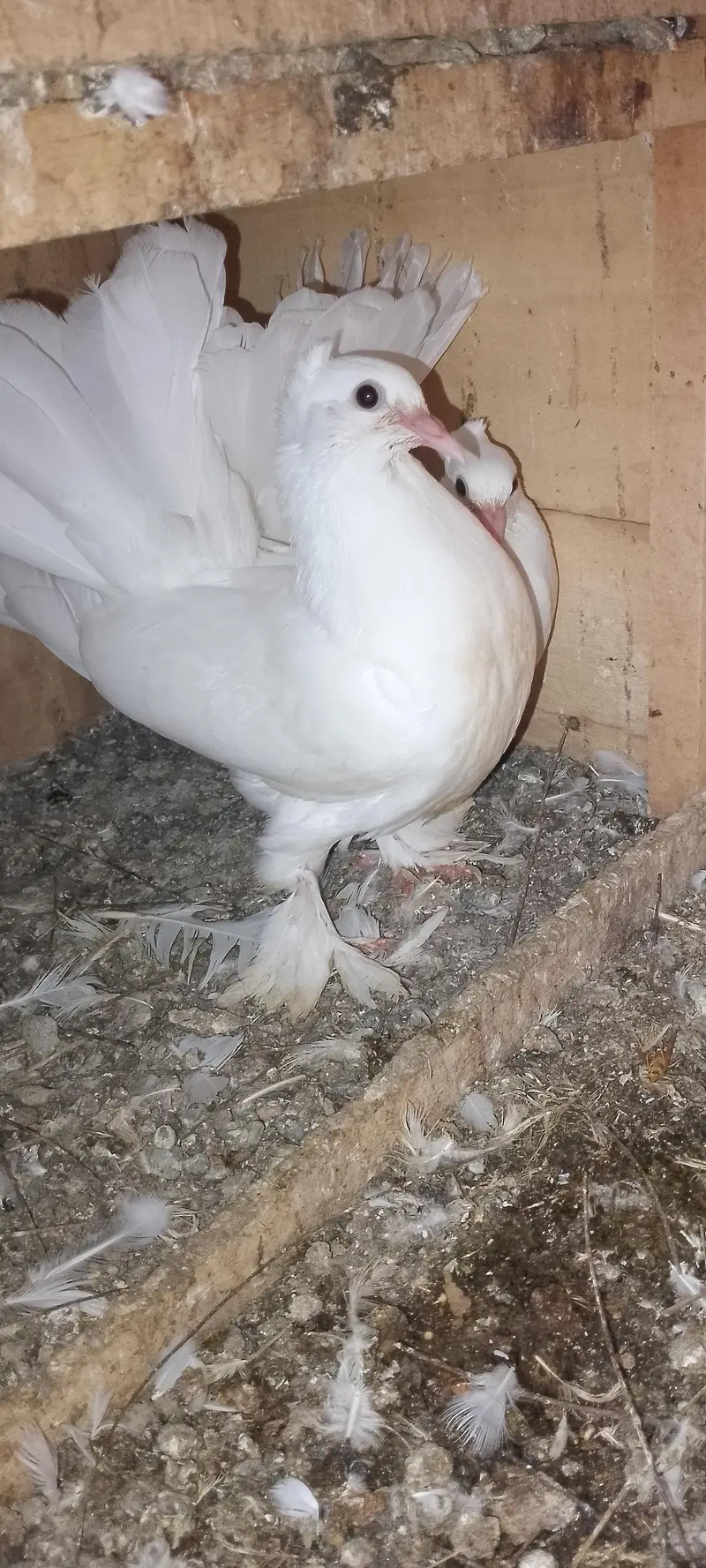 wite pigeon — photo 2
