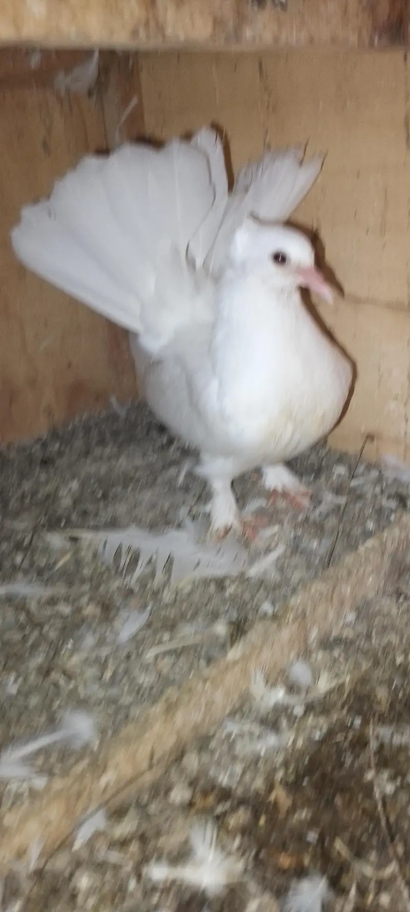 wite pigeon — photo 3