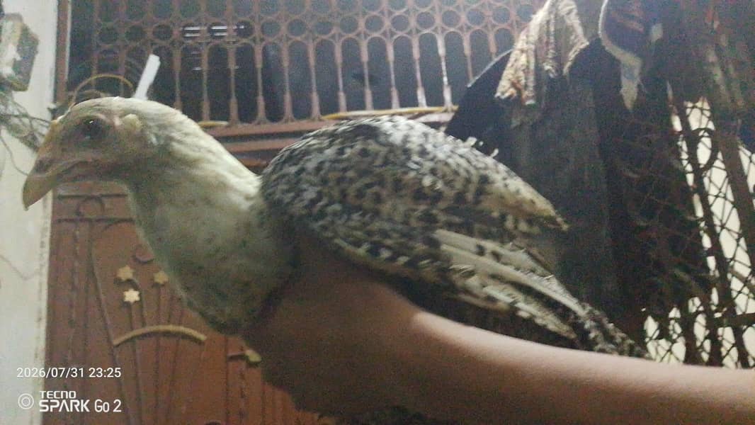 Chicken 0