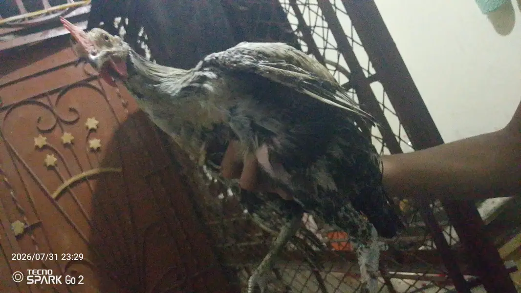 Chicken — photo 2
