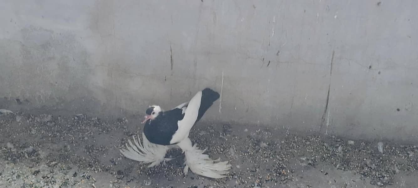 pigeons 2