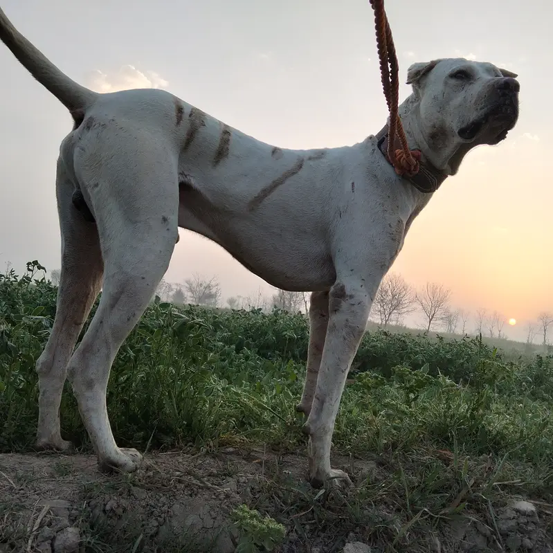 Bully and gultryu ka kras — photo 3