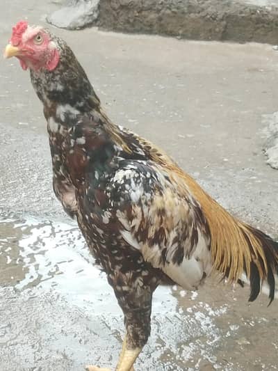patha java best quality Band jor urgent sale