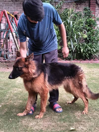 Female German Shepherd for Sale 