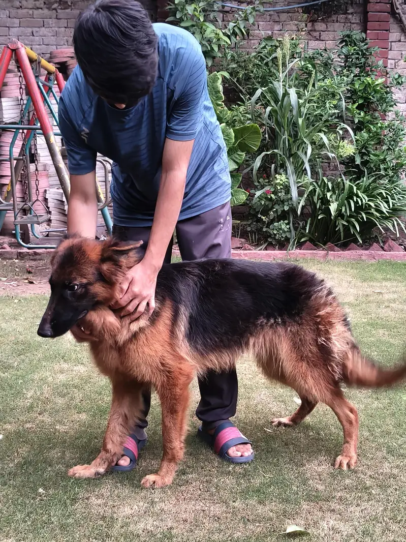 Female German Shepherd for Sale  — photo 2