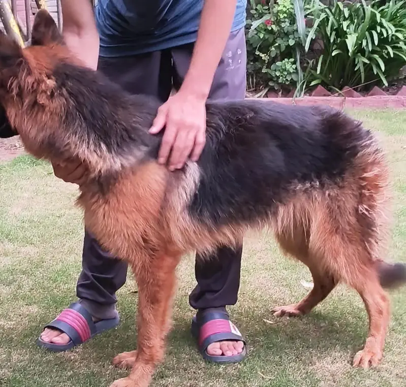 Female German Shepherd for Sale  — photo 3