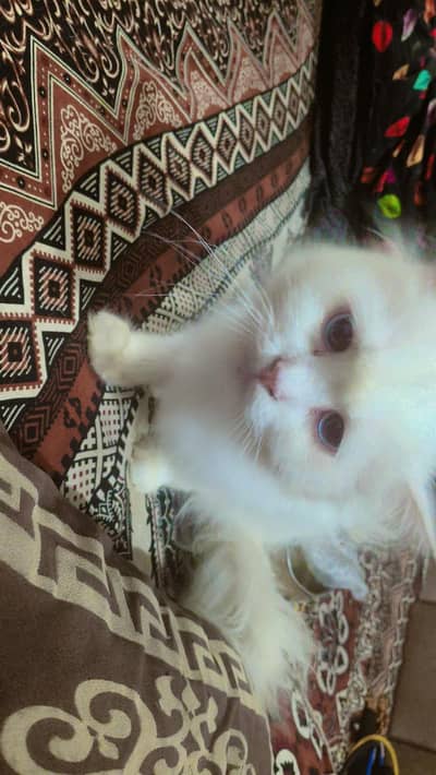 Persian cats