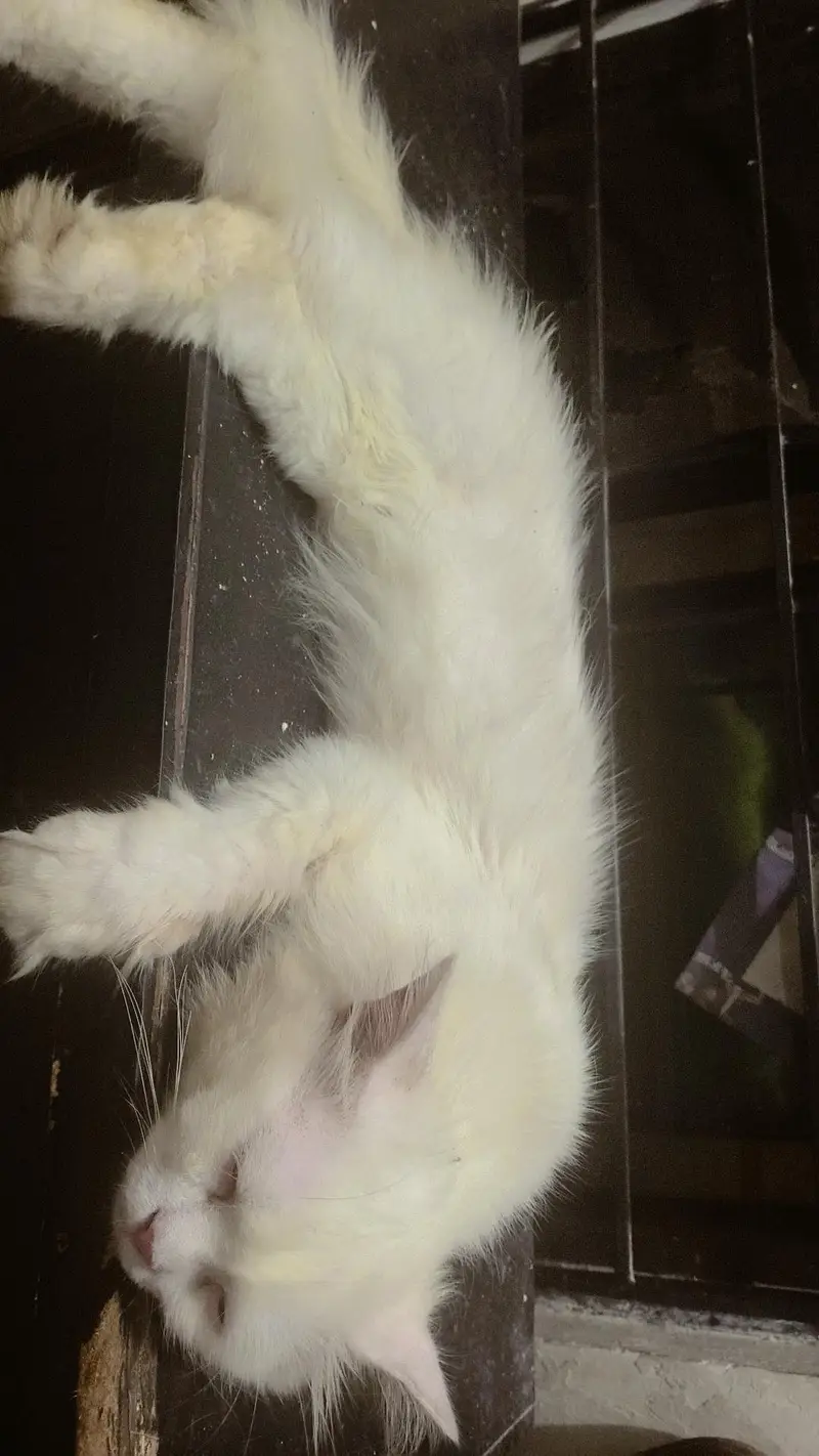 Persian cats — photo 2