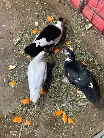 Muscovy ducks