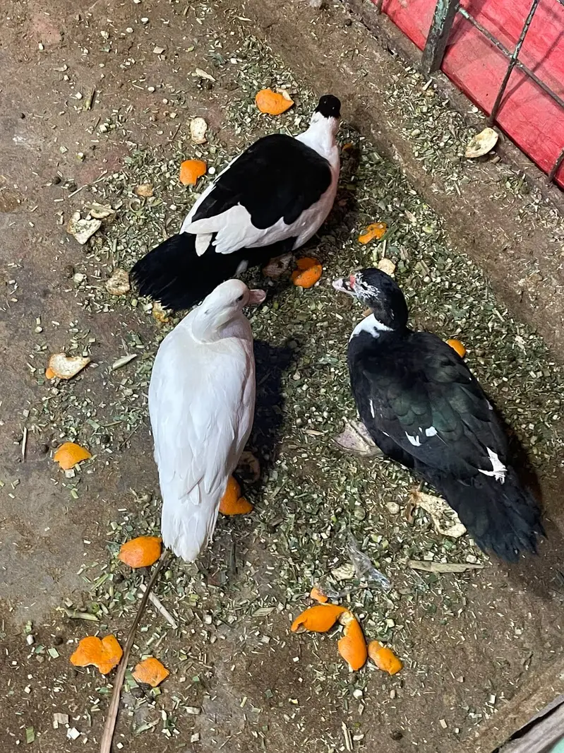 Muscovy ducks