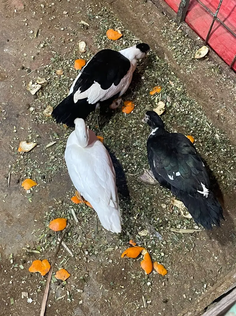 Muscovy ducks — photo 4