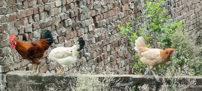 Hens for sale