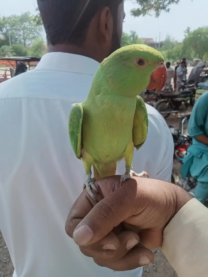 03118835302 (Katha) Full Hand Tame Friendly Green Ringneck Pathy — photo 2